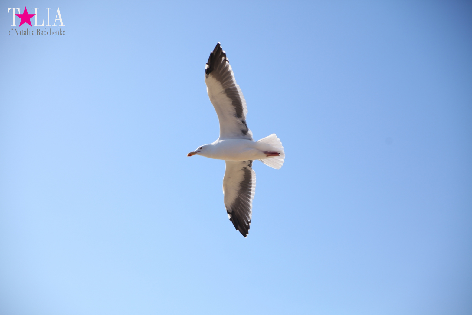 Santa Monica Pier in Los Angeles